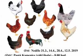 Prodej chovných kuřic v Pusté Kamenici dne 31.3.2019 - foto č. 1