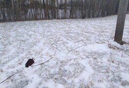 Fotografie z dnešní opravy elektrického vedení - foto č. 17