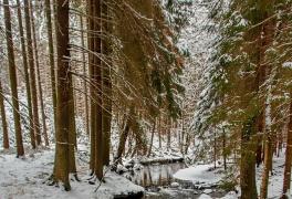 Předvánoční turistický výšlap do Daňkovic - foto č. 19