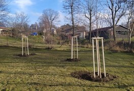 Výsadba stromů v intravilánu obce Pustá Kamenice - foto č. 7