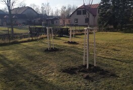 Výsadba stromů v intravilánu obce Pustá Kamenice - foto č. 9
