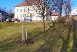 Výsadba stromů v intravilánu obce Pustá Kamenice - foto č. 12