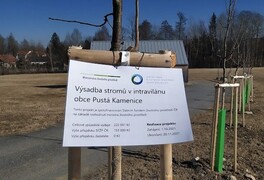 Výsadba stromů v intravilánu obce Pustá Kamenice - foto č. 19