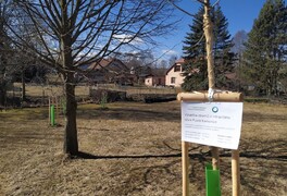 Výsadba stromů v intravilánu obce Pustá Kamenice - foto č. 21