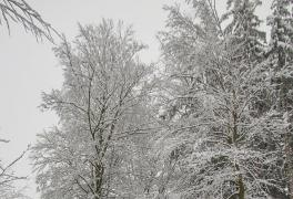 Předvánoční turistický výlet do Sněžného - foto č. 4