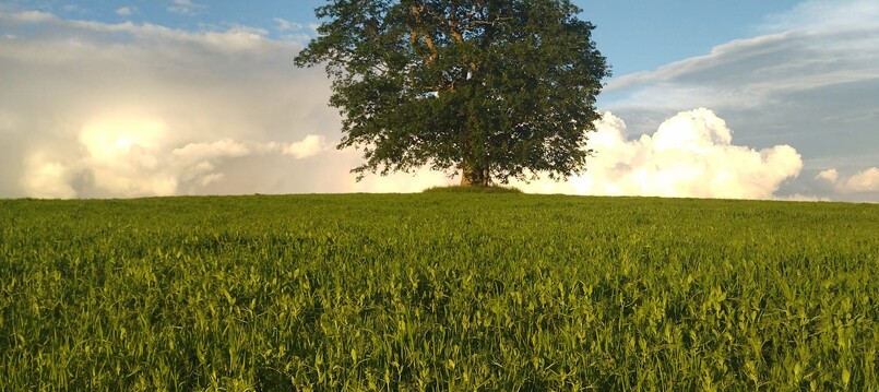 Hlasování v anketě Strom roku 2025 dále pokračuje