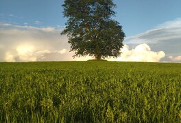 Hlasování v anketě Strom roku 2025 pomalu míří do své druhé poloviny - foto č. 1
