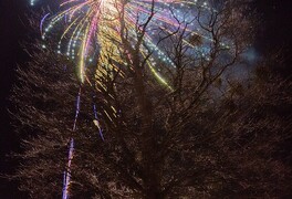 Hlasování v anketě Strom roku 2025 pomalu míří do své druhé poloviny - foto č. 4