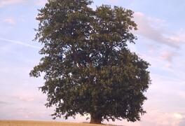Hlasování v anketě Strom roku 2025 pomalu míří do své druhé poloviny - foto č. 5