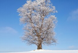 Hlasování v anketě Strom roku 2025 pomalu míří do své druhé poloviny - foto č. 10