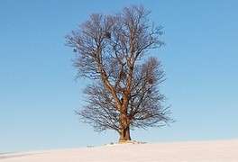 Hlasování v anketě Strom roku 2025 pomalu míří do své druhé poloviny - foto č. 11