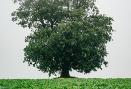 Hlasování v anketě Strom roku 2025 se blíží ke svému konci - foto č. 2