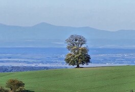 Fotografie kostela sv. Anny a Hápova javoru - říjen 2025 - foto č. 4