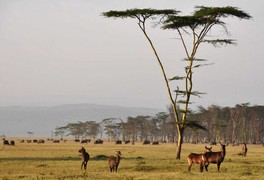 Promítání fotografií Václava Sedláčka z Keni a Tanzanie - foto č. 2