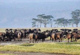 Promítání fotografií Václava Sedláčka z Keni a Tanzanie - foto č. 3